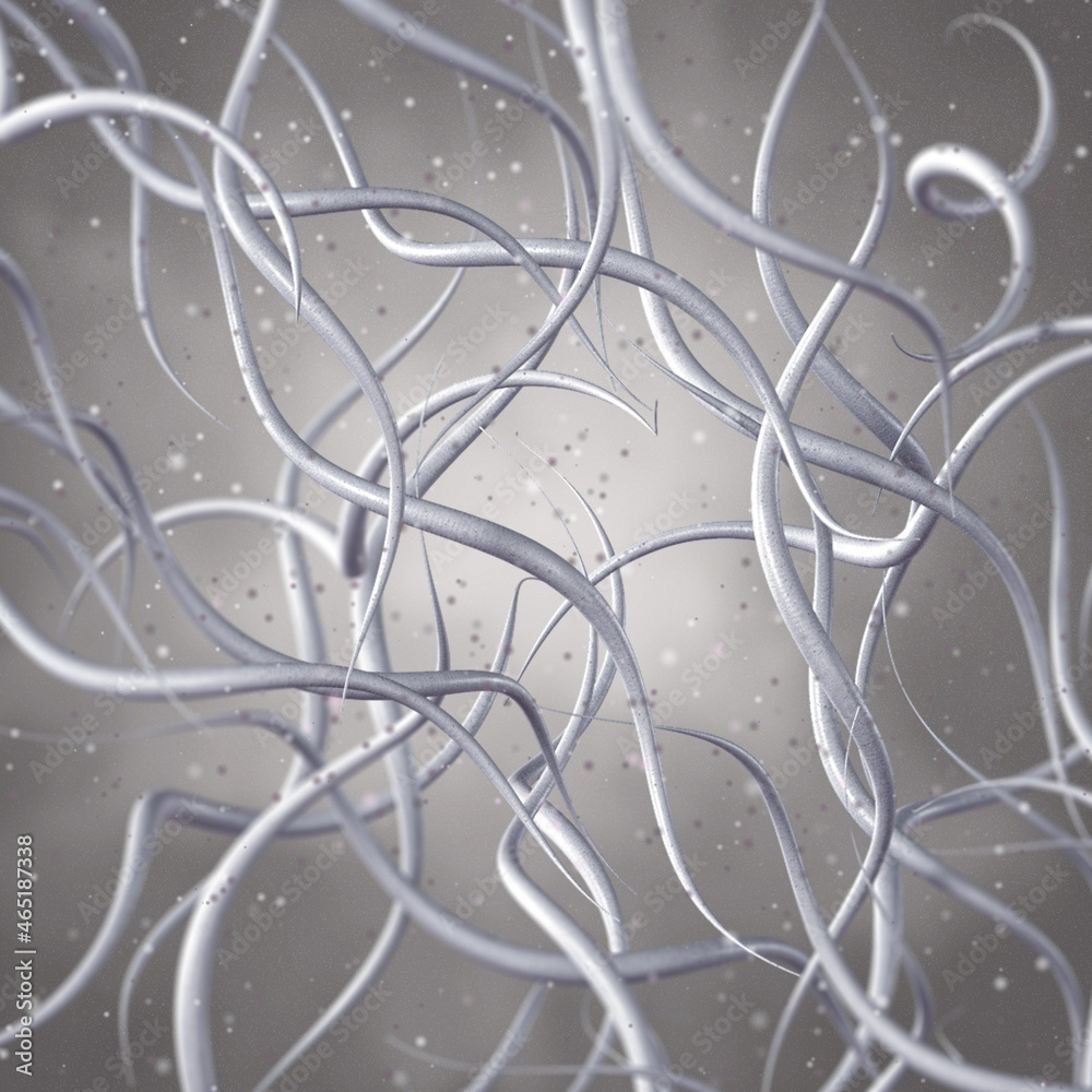Medical background, bacteria spirilla spirally twisted and arcuate curved rods, class Beta