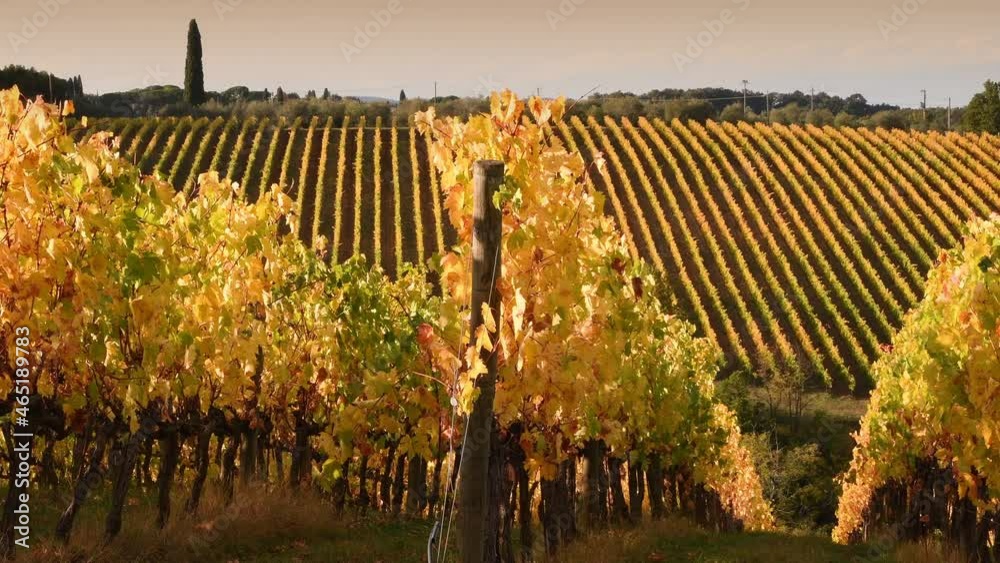 the rows of the beautiful vineyards of the Chianti area between Florence and Siena in the autumn swayng in the wind and light up and turn yellow in the light of the sunset. Chianti Area. Italy.