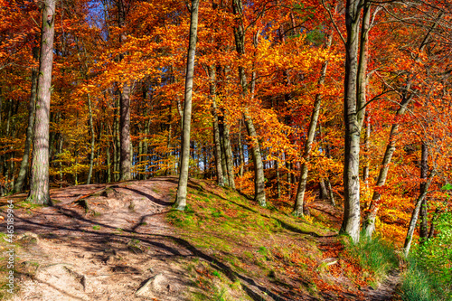 Autumnal landscape of a forest by the river in Kashubia. Poland