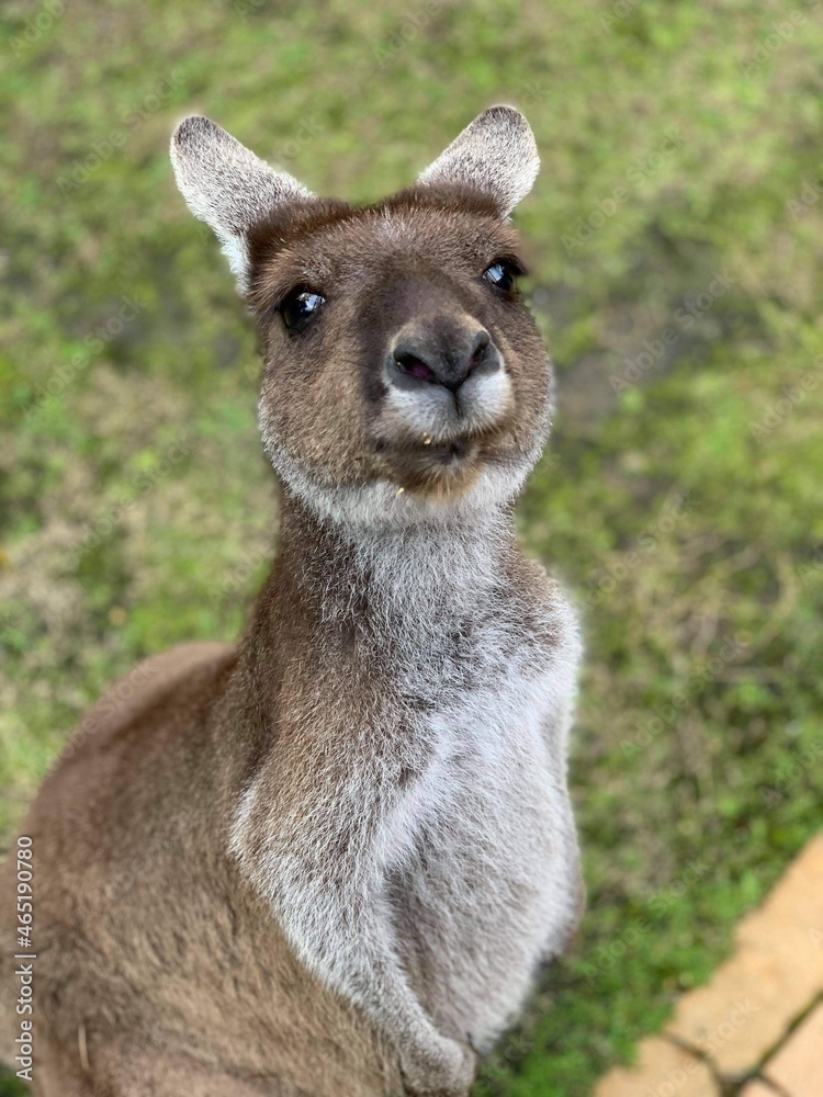 kangaroo 