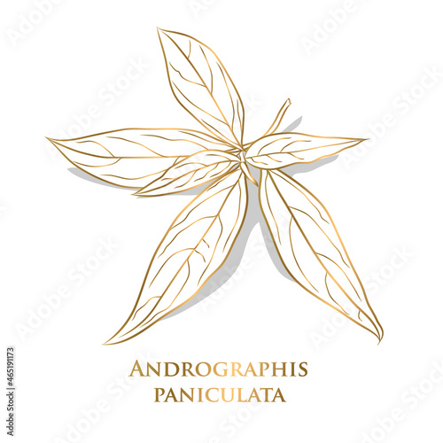 vector. gold Vegetable and Herb, Hand Drawn Illustration of Kariyat or Andrographis Paniculata Plants. Ayurveda Herbal Medicine Used to Treat Infections and Some Diseases. photo