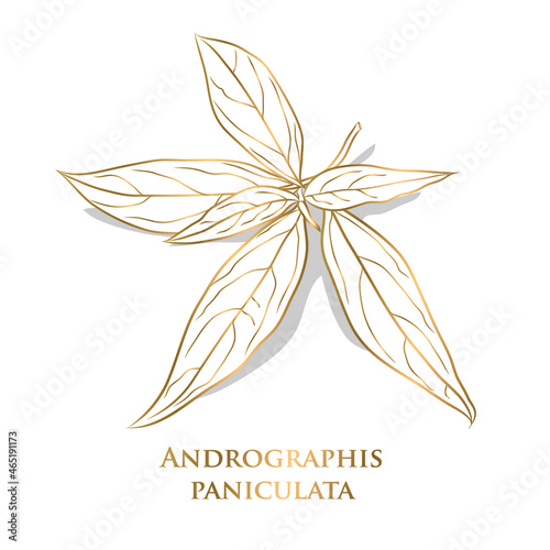 vector. gold Vegetable and Herb, Hand Drawn Illustration of Kariyat or Andrographis Paniculata Plants. Ayurveda Herbal Medicine Used to Treat Infections and Some Diseases.