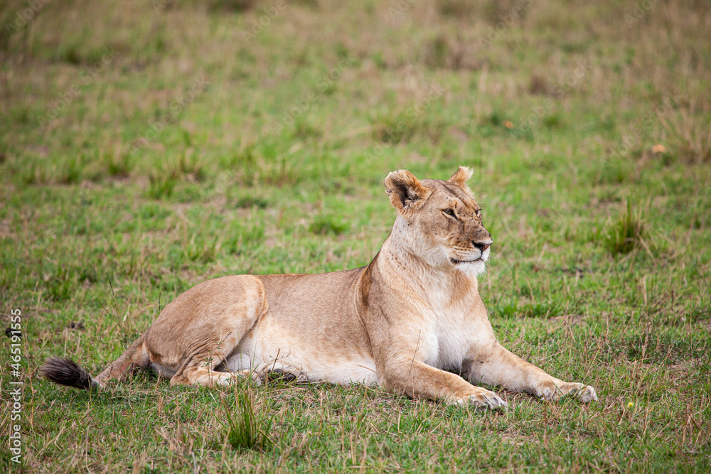 Young lioness on her own, calls out to the pride in the Masai Mara, Kenya Young lioness on her own, calls out to the pride in the Masai Mara, Kenya