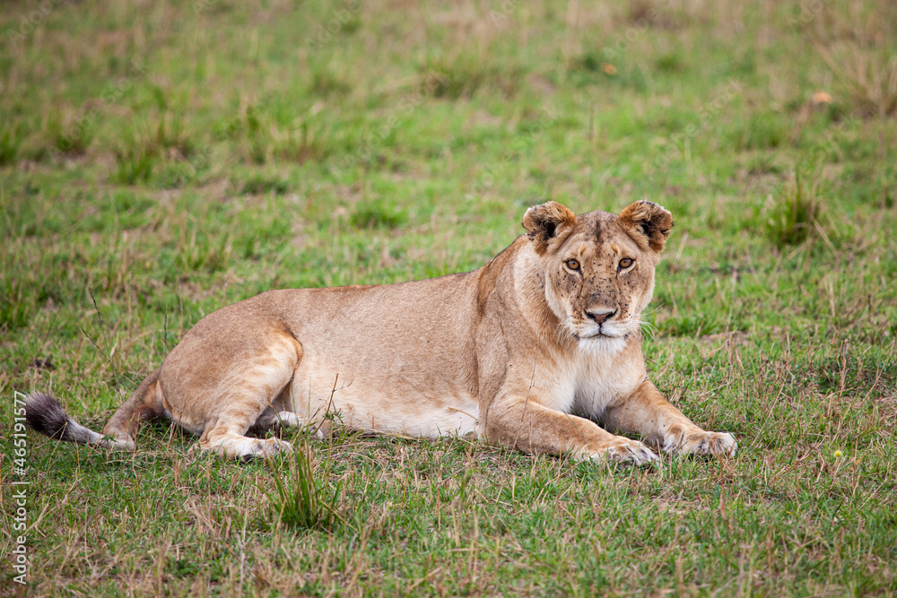 Young lioness on her own, calls out to the pride in the Masai Mara, Kenya Young lioness on her own, calls out to the pride in the Masai Mara, Kenya