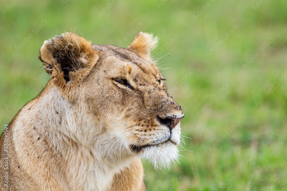 Young lioness on her own, calls out to the pride in the Masai Mara, Kenya Young lioness on her own, calls out to the pride in the Masai Mara, Kenya