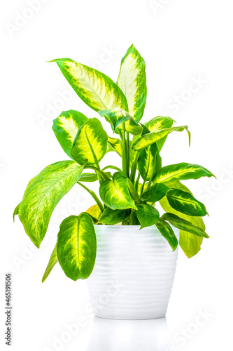 Dieffenbachia. Ornamental green plant for home interior grown in a pot, isolated on white background.