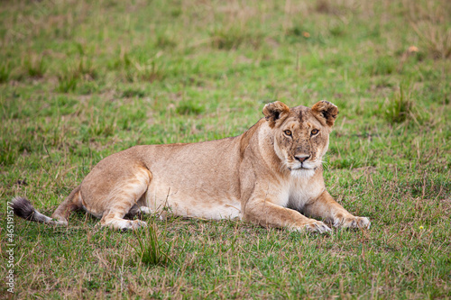 Young lioness on her own, calls out to the pride in the Masai Mara, Kenya 