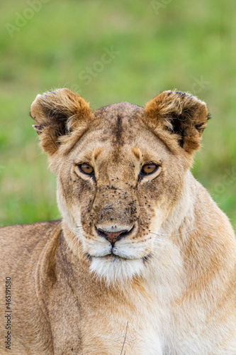 Young lioness on her own  calls out to the pride  in the Masai Mara  Kenya 