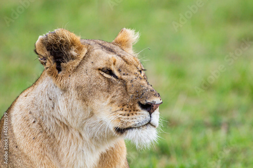 Young lioness on her own  calls out to the pride  in the Masai Mara  Kenya 