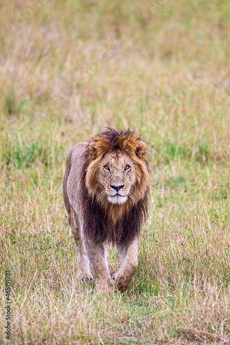 Fototapeta Naklejka Na Ścianę i Meble -  Portrait of a male lion in the Masai Mara in Kenya