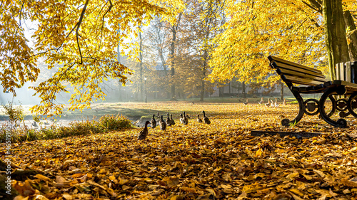Park w Pszczynie jesienią, kaczki krzyżówki nad stawem