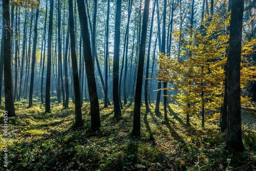 Naklejka premium las liściasty jesienią rankiem zamglony