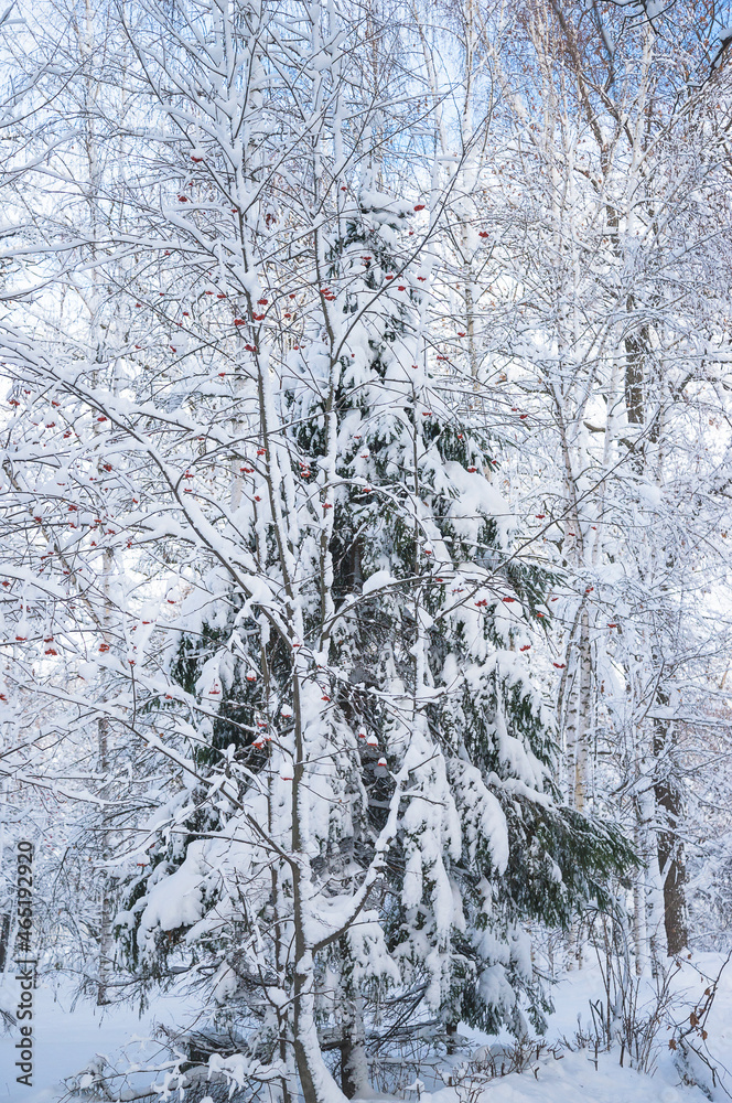 Beautiful winter landscape with fir tree and rowan covered by fresh snow on sunny day; christmas holiday greeting card