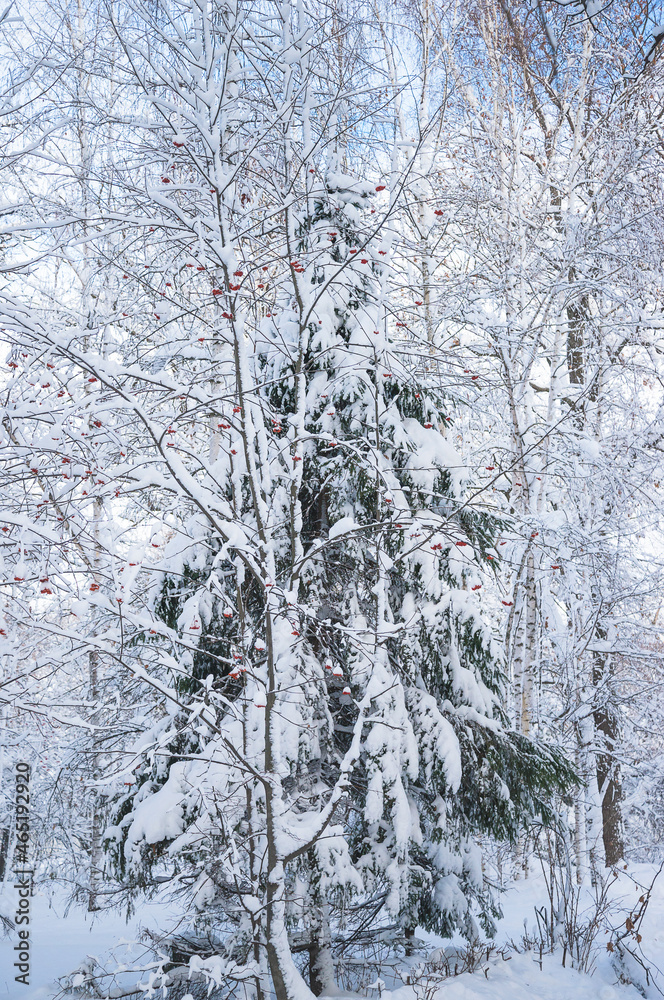 Beautiful winter landscape with fir tree and rowan covered by fresh snow on sunny day; christmas holiday greeting card Beautiful winter landscape with fir tree and rowan covered by fresh snow on sunny day; christmas holiday greeting card