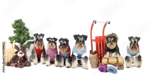 group of miniature schnauzers dogs with wooden sled, wool jumper on winter theme 