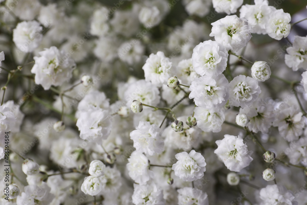 Beautiful gypsophila flowers as background, closeup view Beautiful gypsophila flowers as background, closeup view