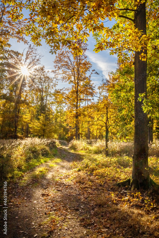 Naklejka premium Road through beautiful sunny colorful autumn forest