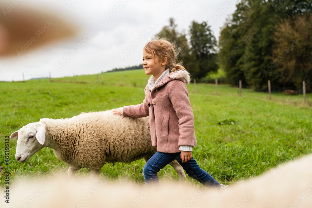 Smiling cute girl walking with sheep at agriculture field Smiling cute girl walking with sheep at agriculture field