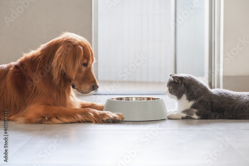 Golden Retriever and British Shorthair eating together
