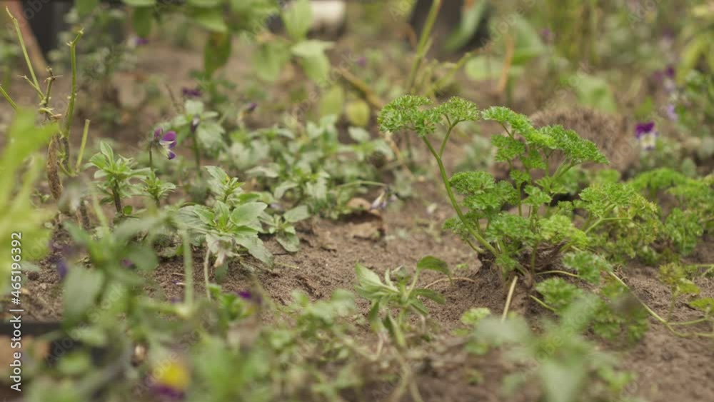 Autumn Juvenile Hedgehog (European Hedgehog) Foraging Through Garden Crops. handheld, wide 4k Autumn Juvenile Hedgehog (European Hedgehog) Foraging Through Garden Crops. handheld, wide 4k