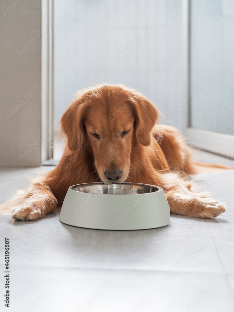 Golden Retriever lying on the floor and eating