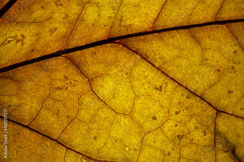 Yellow leaf texture
