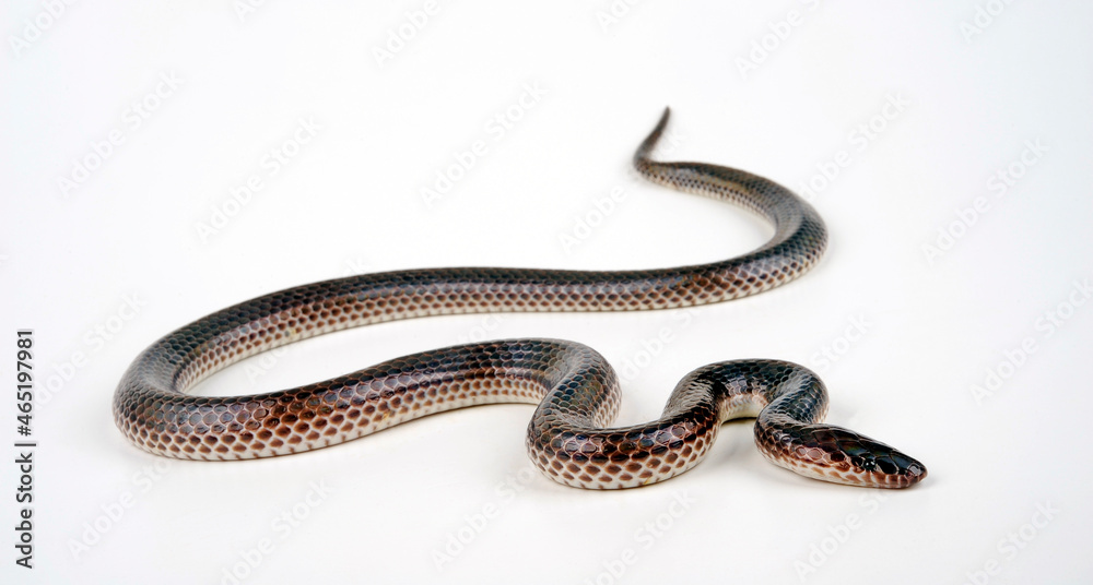 Sunbeam Snake // Regenbogen-Erdschlange (Xenopeltis unicolour) Sunbeam Snake // Regenbogen-Erdschlange (Xenopeltis unicolour)