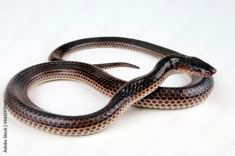 Sunbeam Snake // Regenbogen-Erdschlange (Xenopeltis unicolour) Sunbeam Snake // Regenbogen-Erdschlange (Xenopeltis unicolour)