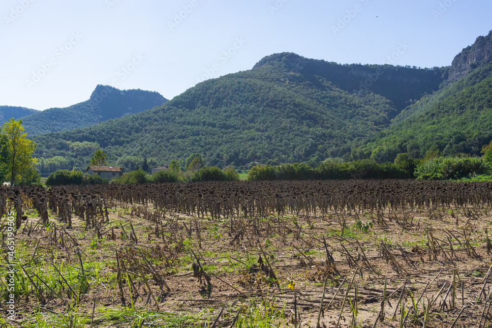 Field of dried sunflowers in a plantation