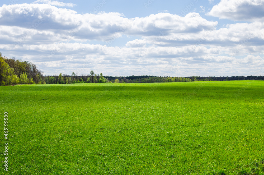 Fototapeta premium Growing grass for the production of hay in the countryside. Green meadow field in russia