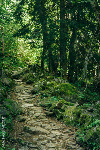 un sentier de pierres dans une forêt de sapins. Un chemin de randonnée dans les Alpes.