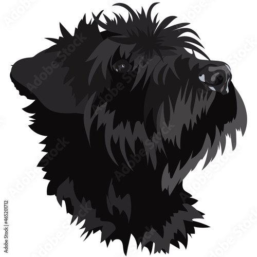 portrait of black schnauzer puppy on white background, vector image
