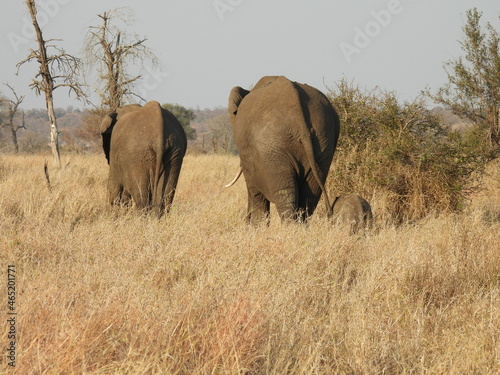 Wild Animals in Kruger National Park South Africa  © Andre