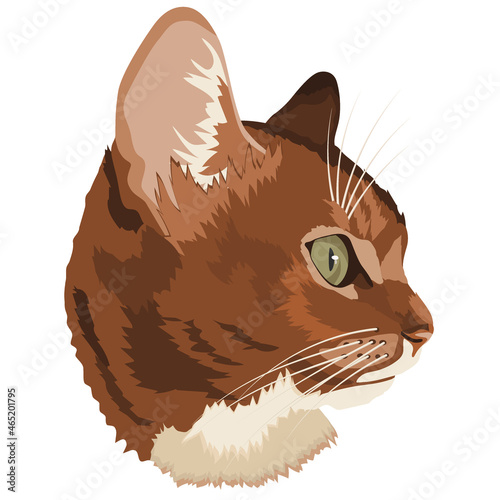 portrait of an abyssinian cat on a white background, vector image
