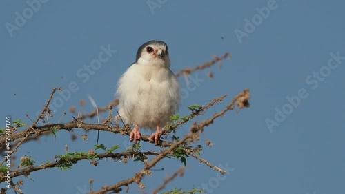 Pygmy Falcon - Polihierax semitorquatus or African falcon bird native to Africa, smallest raptor on the continent, prey on reptiles and insects, rodents, nest in white-headed buffalo weaver. photo