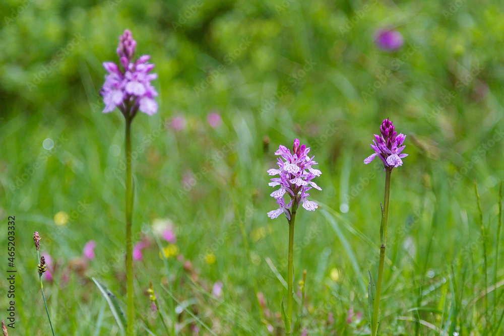 A type of wild mountain orchid in catalonia, Spain