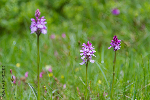 A type of wild mountain orchid in catalonia, Spain