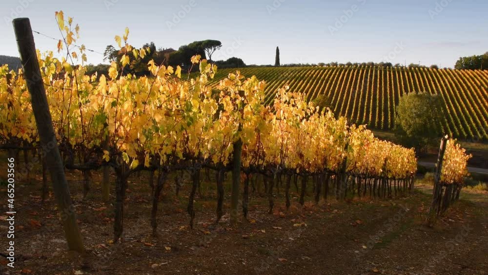 the rows of the beautiful vineyards of the Chianti area between Florence and Siena in the autumn swayng in the wind and light up and turn yellow in the light of the sunset. Chianti Area. Italy.