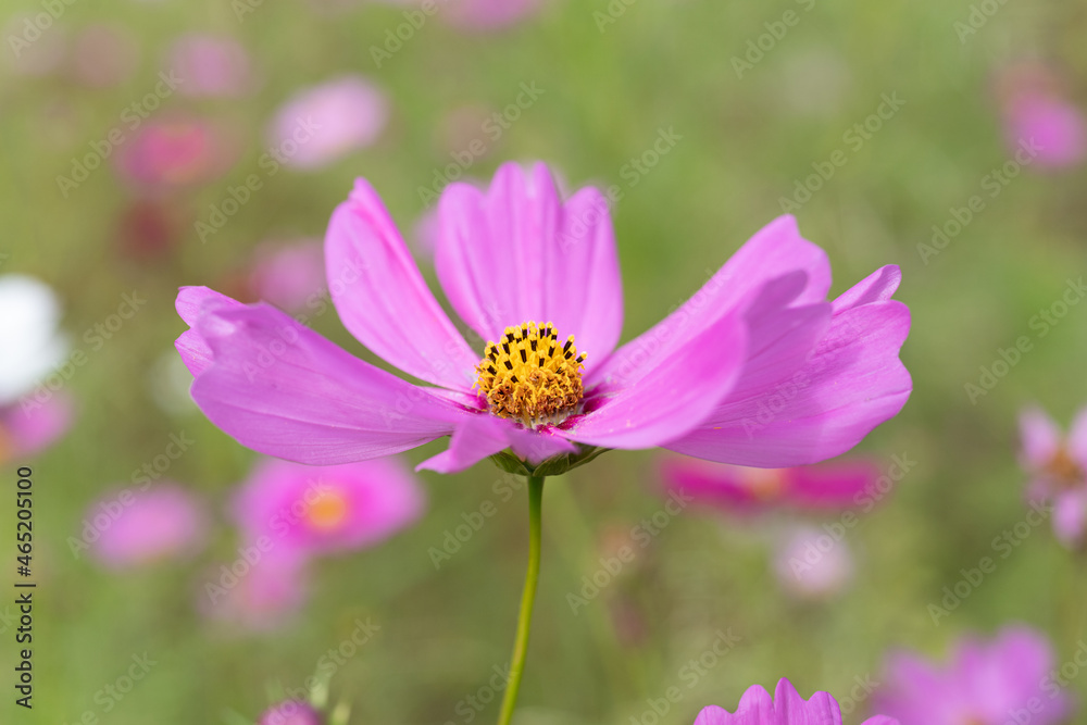 秋の花 コスモス 秋の花 コスモス