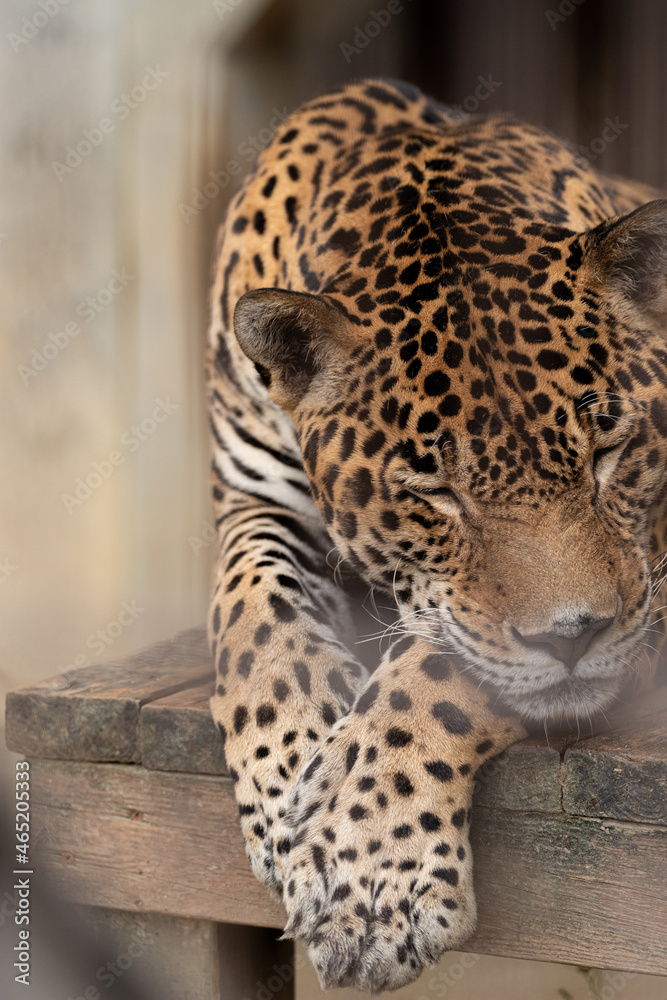 Obraz premium ジャガー