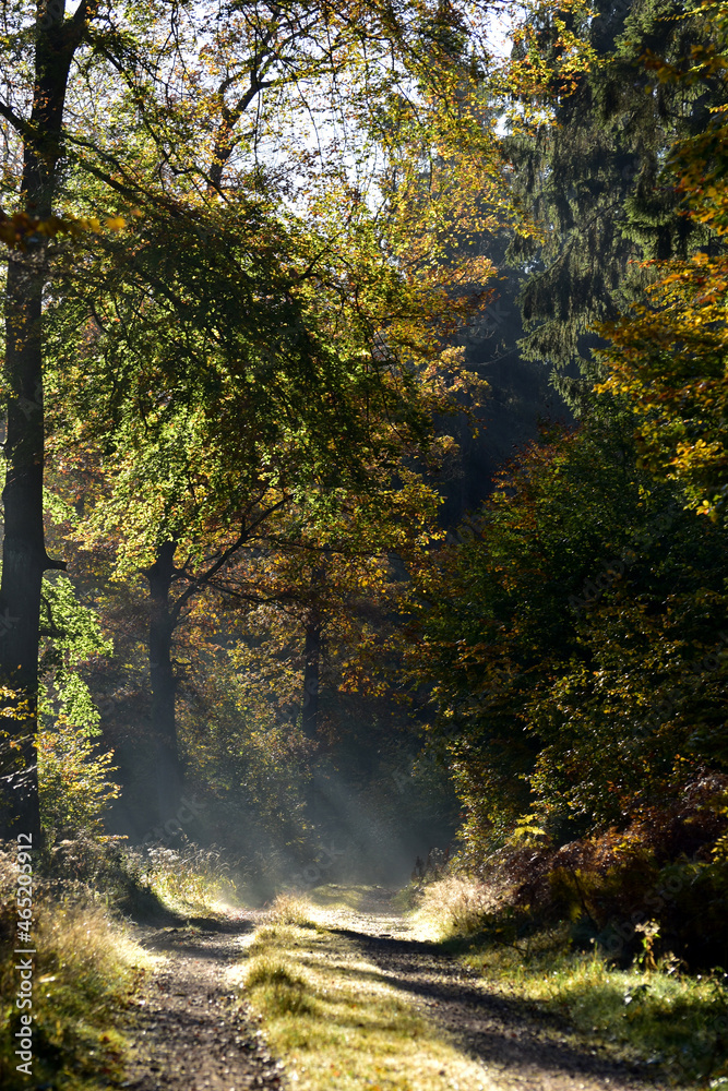Obraz premium Waldweg im Nationalpark Hunsrück-Hochwald