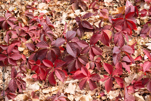 autumn leaves background