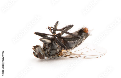Dead Fly isolated white background.