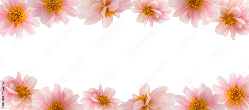 Dahlia pink flowers isolated on white, abstract floral mockup