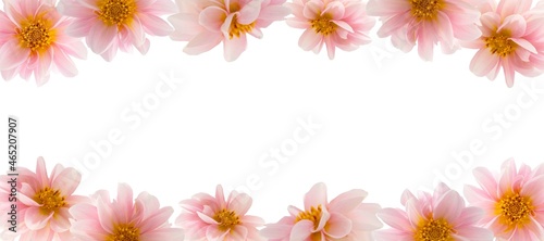 Dahlia pink flowers isolated on white  abstract floral mockup