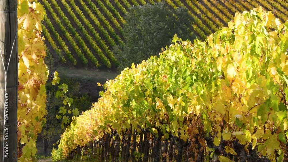 The splendid vineyards of the Chianti area between Florence and Siena are tinged with yellow and sway in the wind in the autumn season. Chianti Classico area. Italy