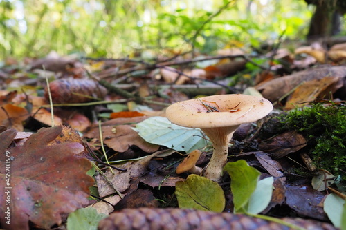 Pilz kommt aus dem Boden  photo