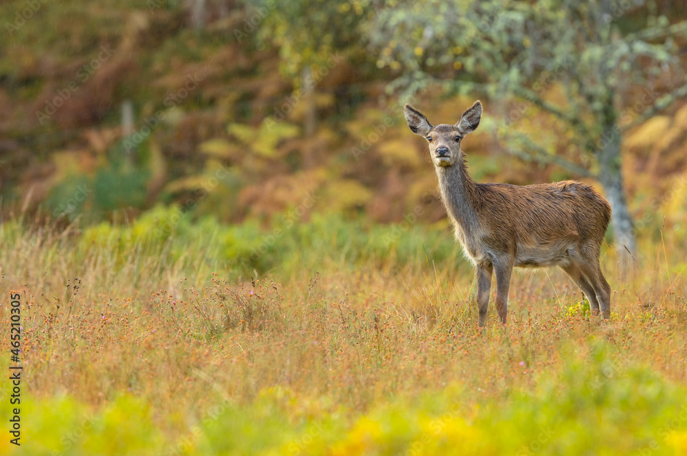 Red Deer hind, or female, in Autumn, stood in rainy weather facing camera with colourful autumnal colours of yellow and orange.  Glen Strathfarrar, Scottish Highlands.  Copy Space.  Horizontal.
