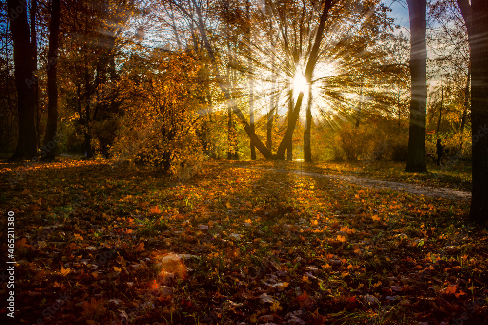 Golden Autumn/Złota jesień