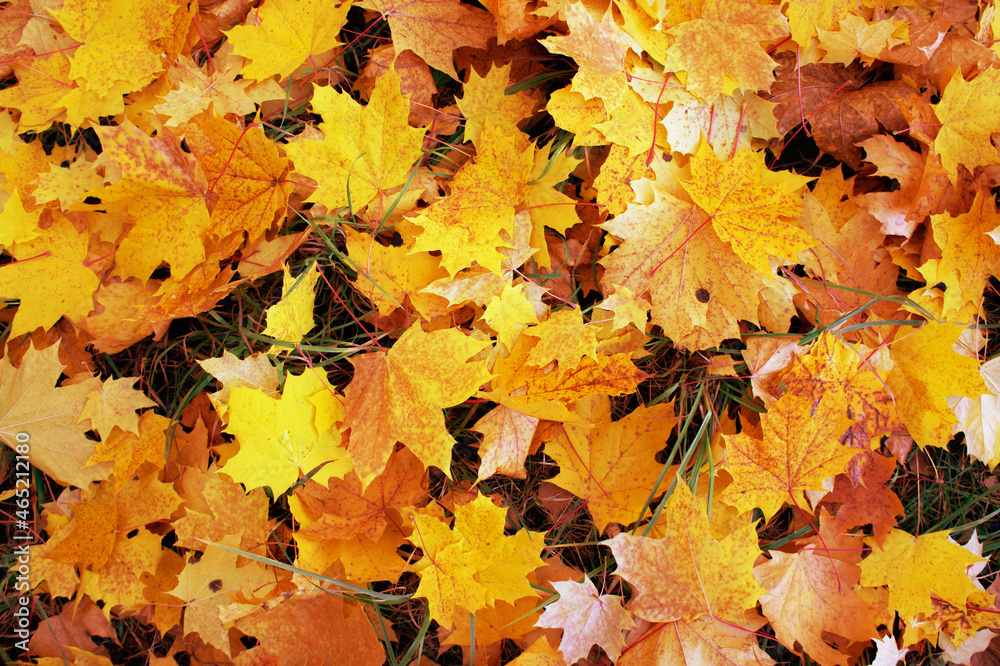 background golden maple leaves autumn top view